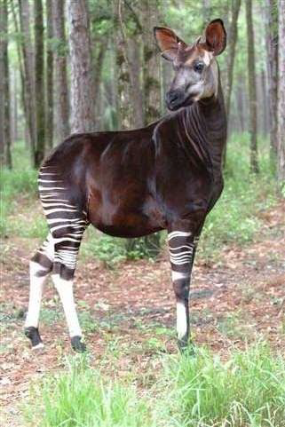 A male okapi.