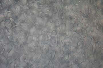 Specimen of motile okapi sperm