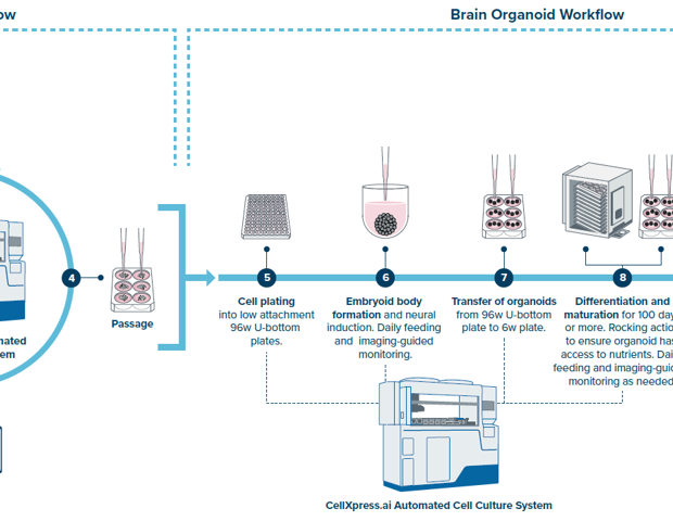 Achieving automated and robust brain organoid generation