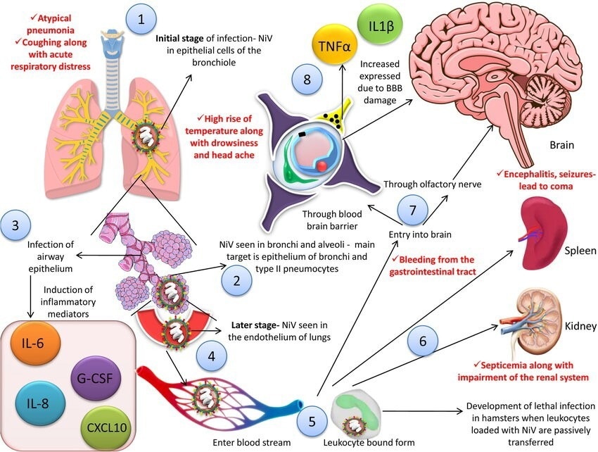 Pathogenesis of NiV: The virus first infects bronchiolar and alveolar epithelial cells, causing local inflammation and the release of inflammatory mediators. It then spreads to pulmonary endothelial cells, enters the bloodstream (free or within infected leukocytes), and disseminates to the brain, spleen, and kidneys. NiV reaches the central nervous system (CNS) via the hematogenous route and anterograde transport along olfactory nerves, leading to BBB disruption and upregulation of IL‑1β and TNF‑α, which drive the development of neurological symptoms in humans (shown in red)