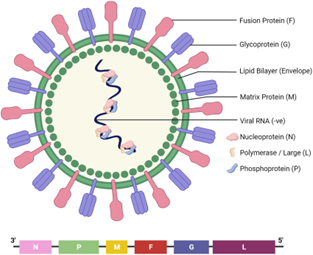 Nipah virus (NiV) has six structural proteins: nucleoprotein (N), phosphoprotein (P), matrix protein (M), fusion protein (F), receptor‑binding glycoprotein (G), and RNA‑dependent RNA polymerase (L)