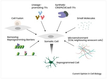 Overview of in vivo reprogramming strategies