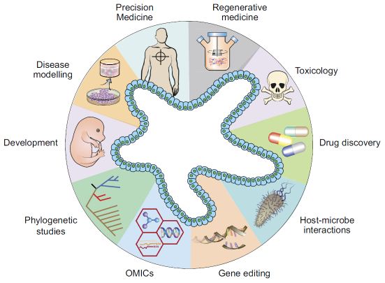 Diverse applications of organoid technology infographic from Corro et al.