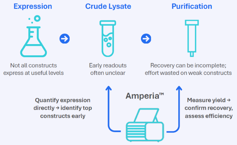 Amperia provides quantitative insight in expression screening