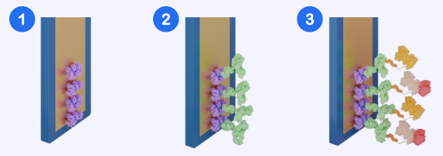 Assay Workflow Schematic. (1) Sensor with streptavidin surface. (2) Biotinylated anti-His antibody bound to sensor. (3) Premixed sample and HRP-labelled His-tagged detection reagent applied, enabling signal generation
