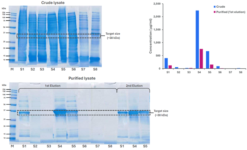 Crude lysates and purified fractions analyzed by SDS-PAGE and Amperia. Amperia provided quantitative ranking in crude and 1st elution samples, while SDS-PAGE also showed protein in the 2nd elution