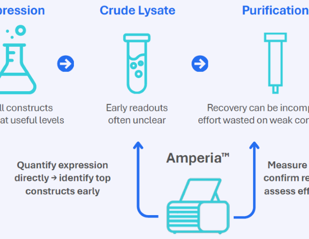 Rapid protein quantification for His-tag protein expression screening