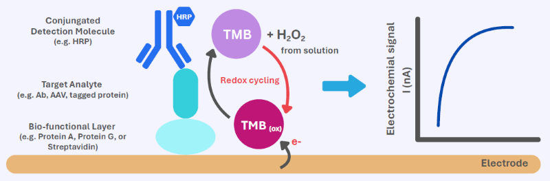 Redox Electrochemical Detection (RED) principle. RED measures enzyme-driven electron transfer at the sensor surface. HRP-labeled detection reagents catalyze the redox cycling of TMB, and the resulting electron transfer produces a current proportional to the amount of target bound. This enables quantitative detection without optics or active fluidics