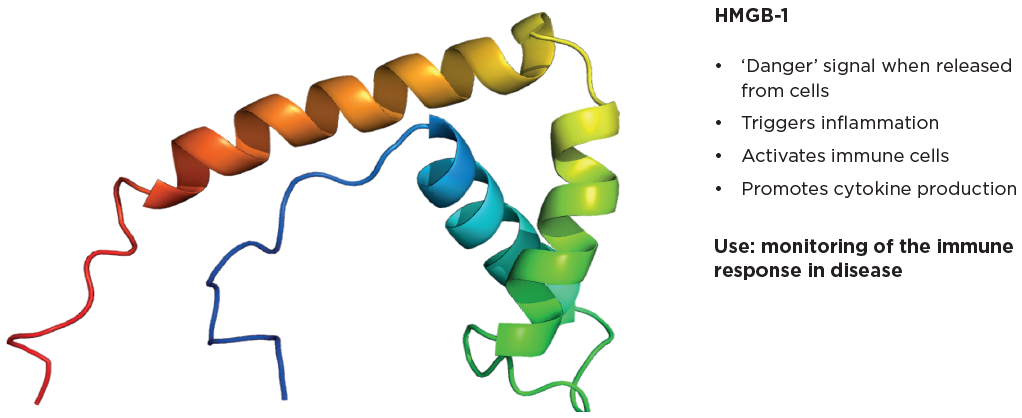 HMGB-1 plays a key role in the body