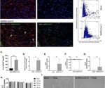How SARS-CoV-2 impacts astrocyte function in neurocovid-19