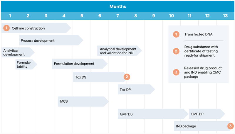 Key stages of DNA to IND timeline for bispecific antibodies