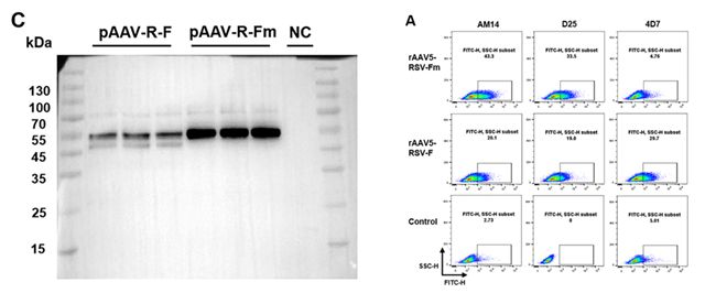 Sino Biological RSV reagents supported antigen expression confirmation and conformational characterization of RSV F in an AAV5-based vaccine study