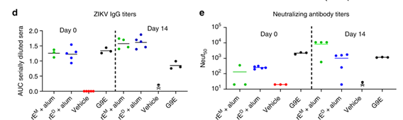 Only the recombinant ZIKV E dimer, not the monomer, induced protective antibodies in a ZIKV challenge model