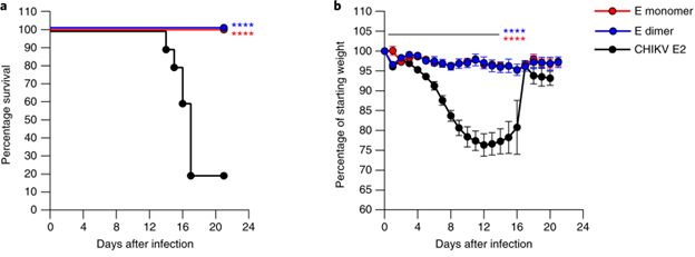 The ZIKV E-dimer vaccine protected pregnant mice and reduced viral burden in maternal and fetal tissues
