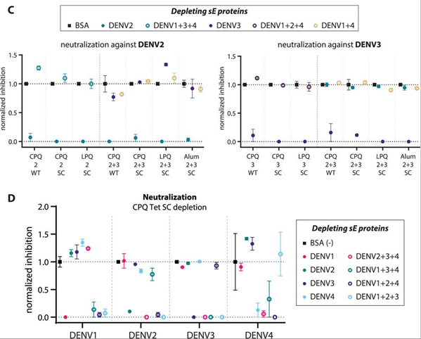 Tetravalent dengue E dimers produced type-specific neutralizing responses, and depletion studies showed little immune interference between serotypes