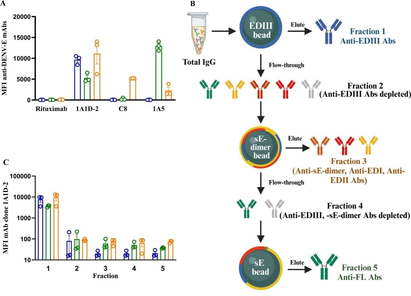 Recombinant DENV E proteins, including sE-dimer, were used to isolate and measure epitope-specific antibody subsets from human samples