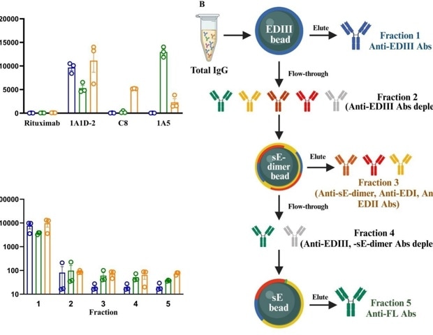 How arboviruse E Dimer vaccines improve safety by reducing antibody dependent enhancement