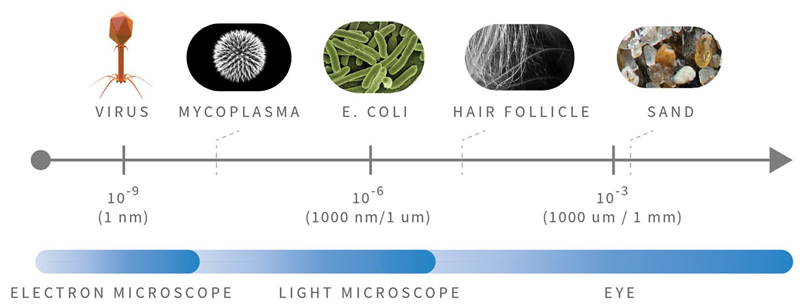 Relative Particle Sizes
