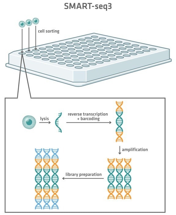 In the SMART-seq3 protocol, cells are lysed, and the RNA sequences are reverse transcribed, amplified and prepared into sequencing-ready libraries