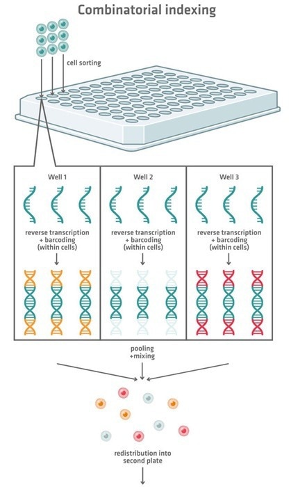 Combinatorial indexing scRNA-seq uses successive rounds of well-specific barcoding across multiple plates, generating unique barcode combinations that allow sequencing reads to be traced back to individual cells