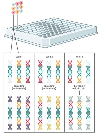 Combinatorial indexing scRNA-seq uses successive rounds of well-specific barcoding across multiple plates, generating unique barcode combinations that allow sequencing reads to be traced back to individual cells