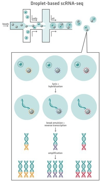 In droplet-based scRNA-seq, individual cells are encapsulated with barcoded beads in oil droplets, enabling cell lysis, RNA capture, reverse transcription, and amplification to generate uniquely barcoded cDNA for each cell
