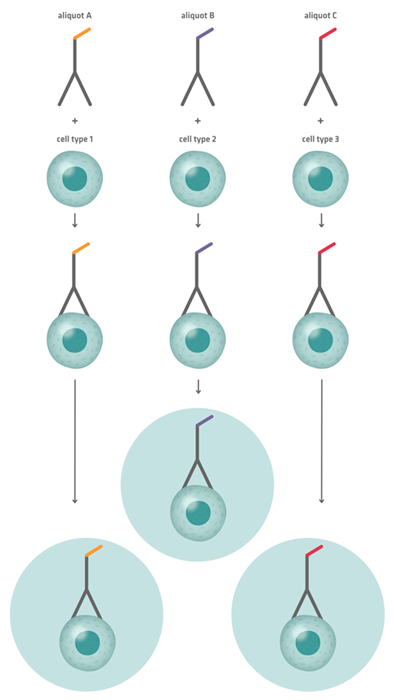 ntibody labeling strategies – in which aliquots of a universal antibody are barcoded and mixed with separate samples before pooling – can be used to identify and exclude doublets from analysis