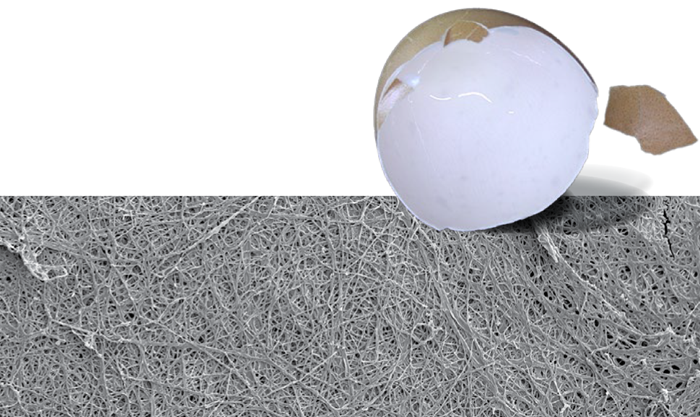 The membrane of an inner eggshell was used as a collagen source to investigate the charging in an electron microscope.