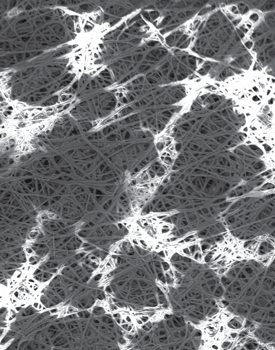 Eggshell uncoated. 800x magnification