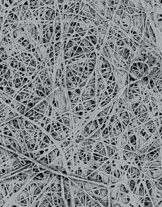 Eggshell coated. 800x magnification