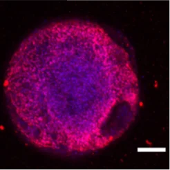 Embryoid Body (EB) Oct4 DAPI. Scale bar 1 mm.