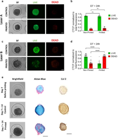 Cartilaginous spheroids was confirmed to be viable after printing with immunostaining and were able to undergo differentiation and maturation