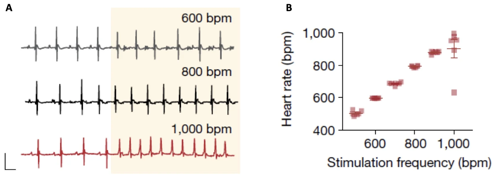 Development of a noninvasive optical pacemaker.