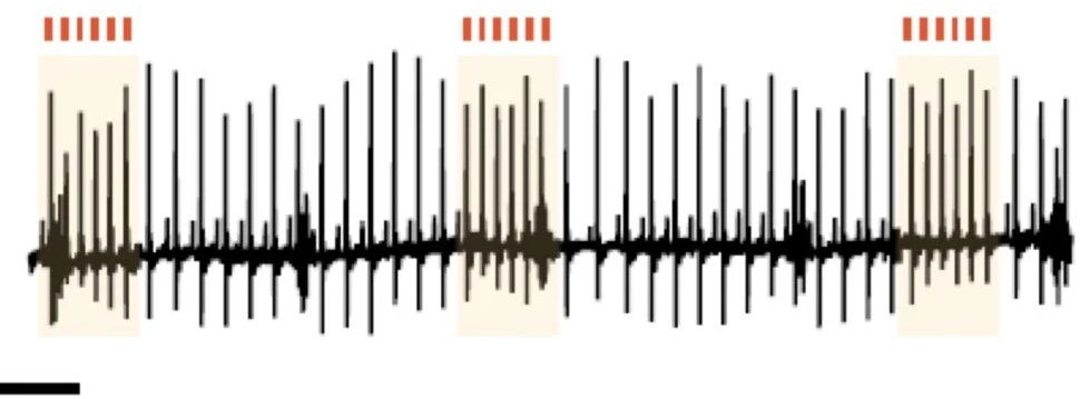 Optically induced tachycardia model