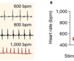 Cardiogenic control of affective behavior via optogenetics