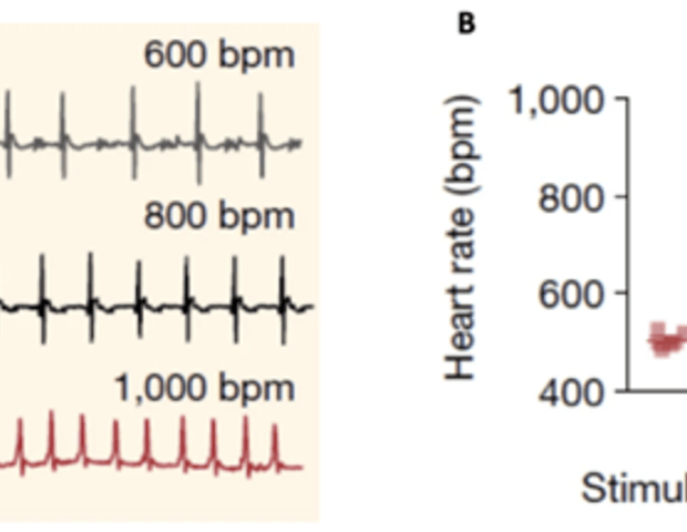 Cardiogenic control of affective behavior via optogenetics
