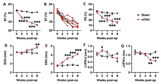 Heart failure with reduced ejection fraction induced by mTAC. A) Average ejection fraction (EF) at the different time points in sham (black plots, n = 6) and mTAC (red plots, n = 8) mice. B) Individual EF changes in mTAC mice at different time points. (C–G) Average of C) fractional shortening (FS), D) end-diastolic diameter (EDD), E) end-systolic diameter (ESD), F) left ventricular posterior wall at diastole (LVPW;d), and G) LVPW in systole (LVPW;s), at the different timepoints in sham and mTAC mice. Data shown mean ± SEM. *P < 0.05, **P < 0.01, and ***P < 0.001, using 2-way ANOVA with Bonferroni’s multiple-comparison correction.
