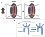 Improved mouse model for heart failure research