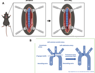 Improved mouse model for heart failure research