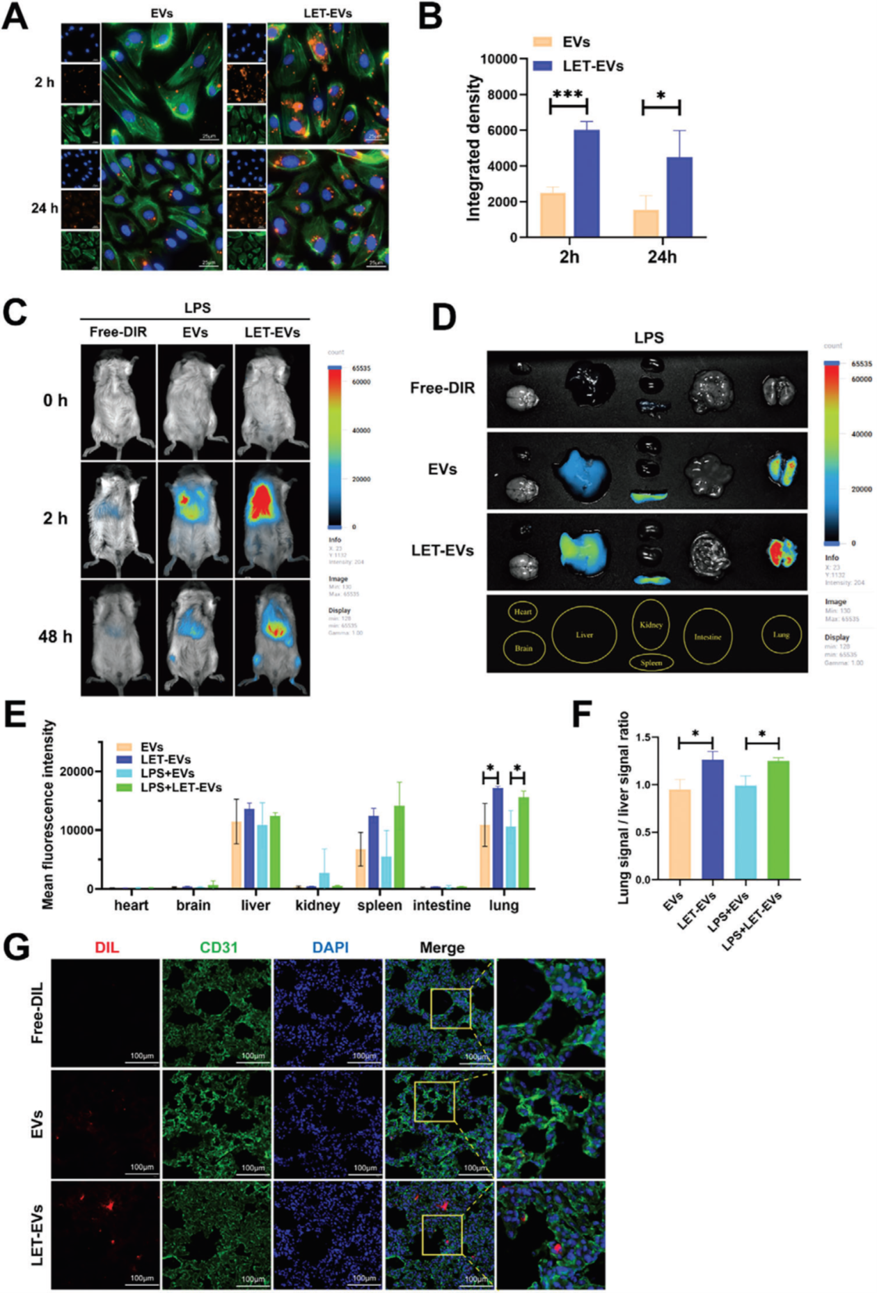 Uptake and distribution of LET-EVs and EVs in vivo and in vitro.