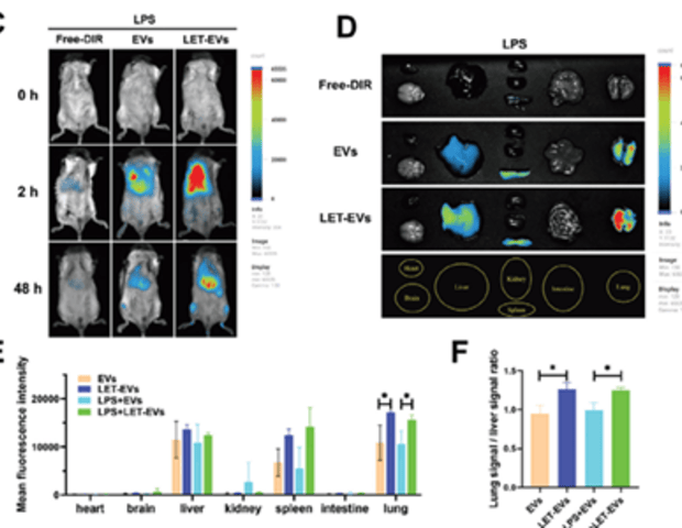Engineered extracellular vesicles for acute lung injury (ALI) treatment