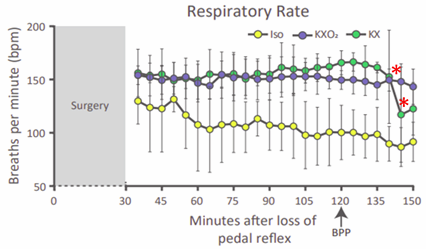 Effect of the Anesthetic on Mouse Vital Parameters. Respiratory rate over time. Red asterisk highlights oncoming respiratory failure.