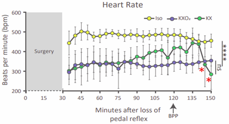 Effect of the Anesthetic on Mouse Vital Parameters. Heart rate over time. Red asterisk highlights oncoming cardiac arrest.