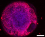Laser-assisted bioprinting technologies supporting new approach methodologies (NAMs)