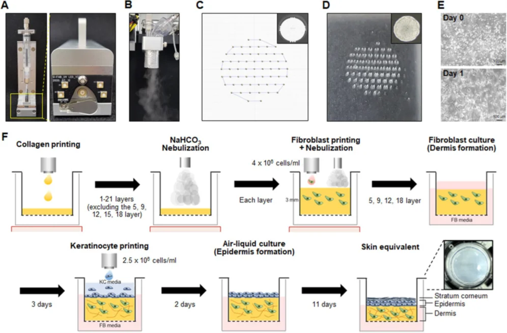 Diagram illustrating the fabrication of hSKE using droplet-based bioprinting with nebulization. A: Droplet nozzle, B: Nebulizer spray, C: Printing design, D: Printed collagen, E: Fibroblasts in collagen (at days zero and one), F: Schematic of hSKE fabrication. Scale bar: 200 μm.