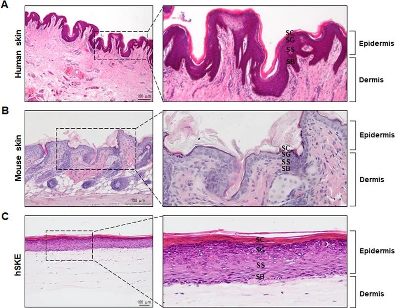 Comparison of morphological similarities between manufactured hSKE and native skin through H&E staining. A Human native skin isolated from circum tissue. B Mouse native skin sampled from the skin of nude mice. C hSKE produced by printing each major cell.