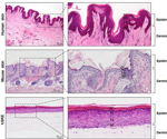 Fabrication of human skin equivalents using droplet-based bioprinting