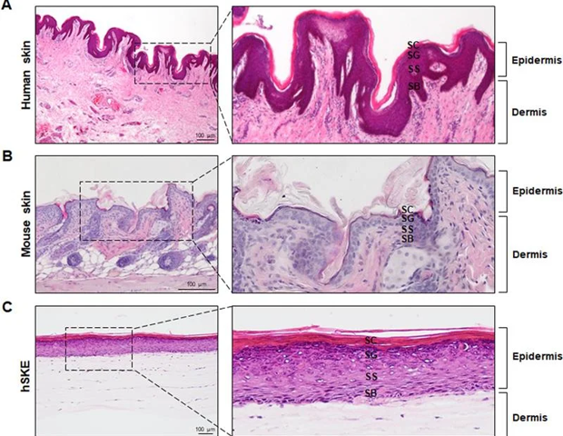 Fabrication of human skin equivalents using droplet-based bioprinting