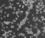 Choosing clinical microscopes for anatomic and clinical pathology
