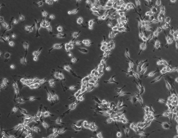 Choosing clinical microscopes for anatomic and clinical pathology